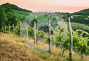 Vineyards on the hills near Bologna