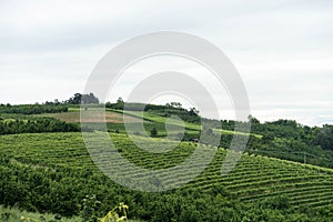 Vineyards in the hills near Monticello d`Alba, Piedmont - Italy