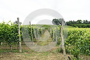 Vineyards in the hills near Monticello d`Alba, Piedmont - Italy