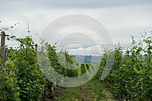 Vineyards in the hills near Monticello d`Alba, Piedmont - Italy