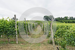 Vineyards in the hills near Monticello d`Alba, Piedmont - Italy