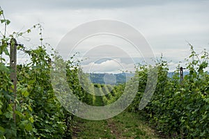 Vineyards in the hills near Monticello d`Alba, Piedmont - Italy