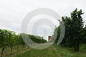 Vineyards in the hills near Monticello d`Alba, Piedmont - Italy