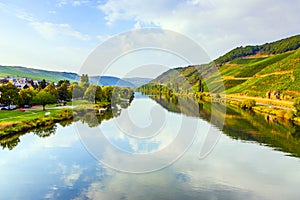 Vineyards at the hills of the romantic river Moselle edge in su