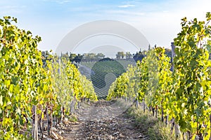 Vineyards on the hills of Tuscany in the golden hour in Autumn i