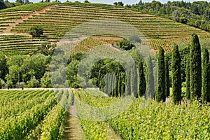 Vineyards on hillside