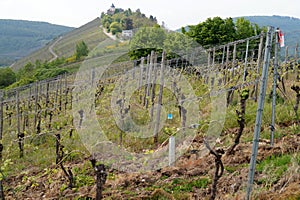 Vineyards on hillslope, by Marienburg on a hill, Moselle valley, near Zell, Germany