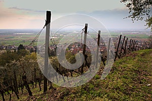 The vineyards at hirschberg odenwald in spring