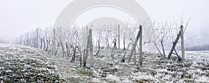 Vineyards with hoarfrost and fog