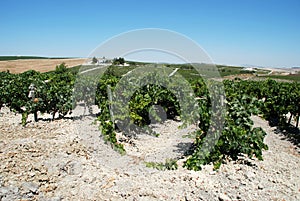 Vineyards, Jerez de la Frontera. photo