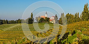 Vineyards in Jeruzalem.Slovenia.