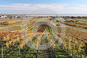 Vineyards at Jois in Burgenland