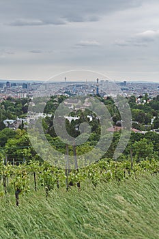 Vineyards on Kahlenberg