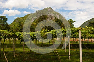 Vineyards in Khao Yai, Thailand.