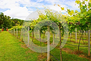 Vineyards in Khao Yai, Thailand.