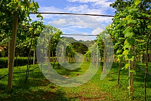 Vineyards in Khao Yai, Thailand.