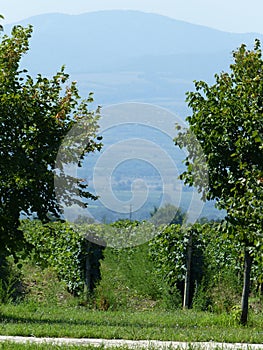 Vineyards of Kvareli in Georgia in summer.