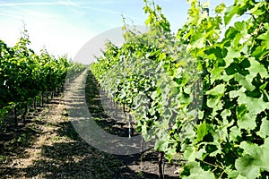 Vineyards in La Geria Lanzarote