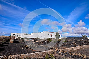 Vineyards in La Geria Lanzarote