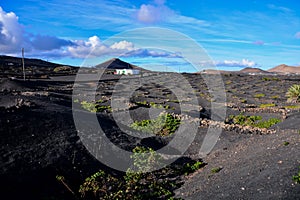 Vineyards in La Geria Lanzarote