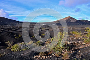 Vineyards in La Geria Lanzarote