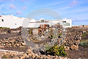 Vineyards in La Geria Lanzarote