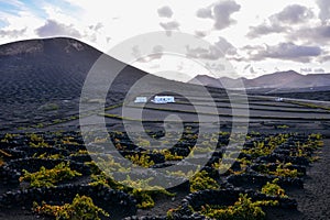 Vineyards in La Geria Lanzarote