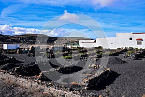 Vineyards in La Geria Lanzarote