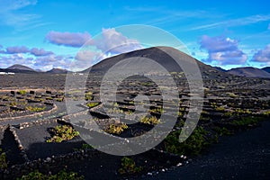 Vineyards in La Geria Lanzarote