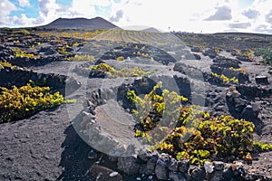 Vineyards in La Geria Lanzarote