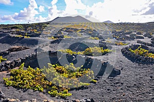 Vineyards in La Geria Lanzarote