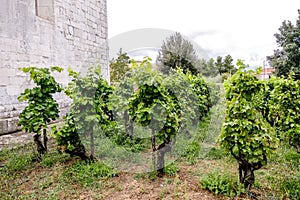 Vineyards in La Geria Lanzarote