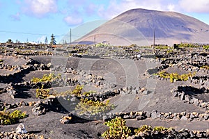 Vineyards in La Geria Lanzarote