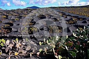 Vineyards in La Geria Lanzarote