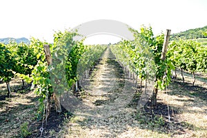Vineyards in La Geria Lanzarote
