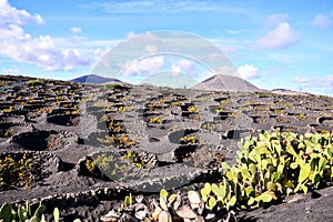 Vineyards in La Geria Lanzarote