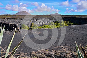 Vineyards in La Geria Lanzarote