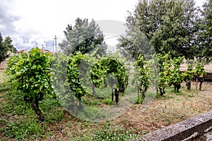 Vineyards in La Geria Lanzarote
