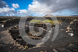 Vineyards in La Geria, Lanzarote, Canary Islands, Spain