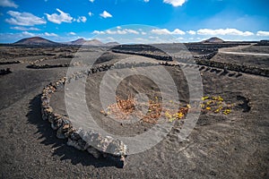 Vineyards in La Geria, Lanzarote, Canary Islands, Spain