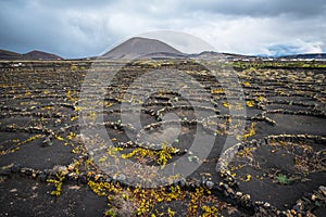 Vineyards in La Geria, Lanzarote, Canary Islands, Spain