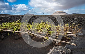 Vineyards in La Geria, Lanzarote, Canary Islands, Spain