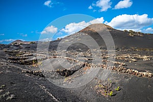 Vineyards in La Geria, Lanzarote, Canary Islands, Spain