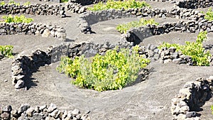 Vineyards in the La Geria region in Lanzarote