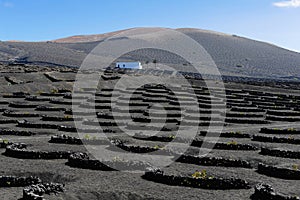 Vineyards at La Geria Valley, Lanzarote Island, Canary Islands,