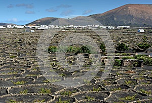 Vineyards at La Geria Valley, Lanzarote Island, Canary Islands,