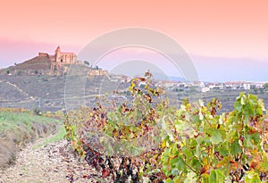 Vineyards in La Rioja, Spain.