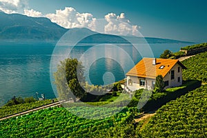 Vineyards on the lake shore, Rivaz village, Switzerland