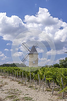 Vineyards with Lamarque windmill, Haut-Medoc, Bordeaux, Aquitaine, France photo