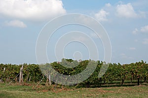 Vineyards of Lambrusco , a typical Italian grape ready to be har